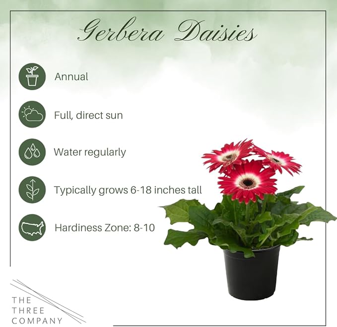 Live Flowering Gerbera Daisies - Rose and White Bicolor (2 Plants Per Pack), Beautiful Spring Flowers, 12" Tall by 5" Wide in 1 Qt Pot