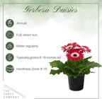 Live Flowering Gerbera Daisies - Rose and White Bicolor (2 Plants Per Pack), Beautiful Spring Flowers, 12" Tall by 5" Wide in 1 Qt Pot