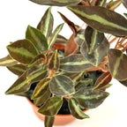 Peperomia Metallica Live Plant, Pet-Safe Copper Silver Stripe Houseplant in 3-Inch Grower Pot, Air Purifying Low Maintenance Indoor Tropical Plant for Home and Office Decor