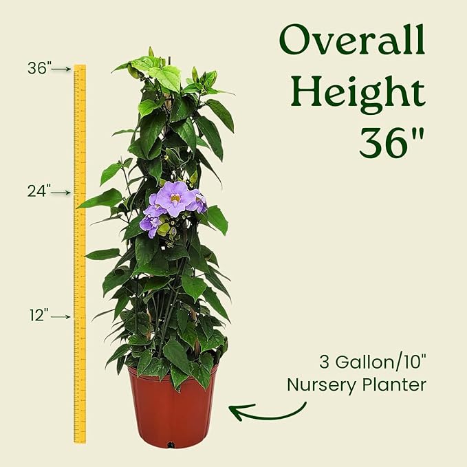 Live Sky Vine Plant Trellis - Thunbergia Purple Flowers - Tropical Plants of Florida - Overall Height 36" (Plant Only)