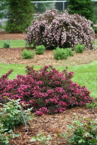 Proven Winners - Weigela florida Spilled Wine (Weigela) Shrub, pink flowers, #2 - Size Container