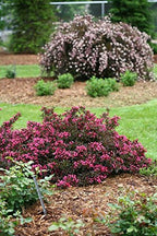 Proven Winners - Weigela florida Spilled Wine (Weigela) Shrub, pink flowers, #2 - Size Container