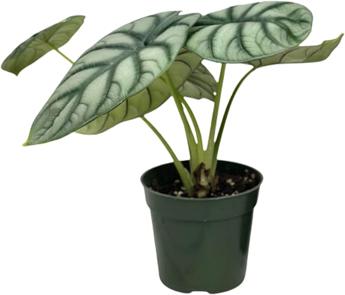 Alocasia Silver Dragon Live Plant - Rare Tropical Houseplant with Stunning Silver Foliage, Easy Care Indoor Plant for Home Décor, Office Spaces, and Unique Gifts (Heat Pack Included)