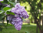 Old Fashioned Lilac Bushes Live Plants (2 Pack) – 18–24” Tall - Syringa vulgaris – Fragrant Lavender Purple Flowers – Hardy Flowering Shrubs