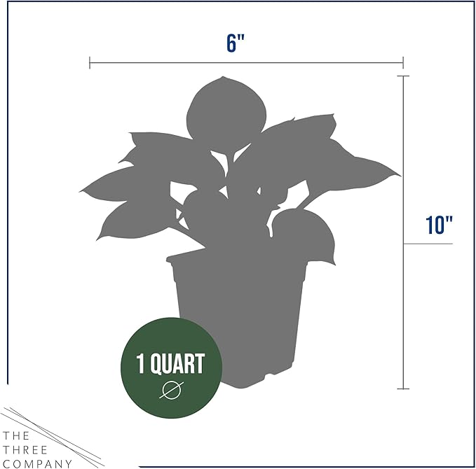 Live Perennial Hosta - Golden Tiara (3 Plants Per Pack) Beautiful Accent Plant, 10" Tall by 4" Wide in 1 Qt Pot