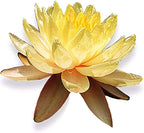 Live Aquatic Plant Yellow Nymphaea Mungkala Ubon Hardy Water Lilies Tuber for Aquarium Freshwater Fish Pond by Greenpro