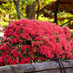 Red Azalea Plant Live, 7 Months Old Rhododendron Like, Azalea Rhododendron Tree Flowers Plants Live Bush in Pot