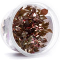 SubstrateSource Live Plant - Alternanthera Reineckii Bronze Tissue Culture Aquatic Live Aquarium Plant - 100% Snail Free in Vitro Cup (AR Bronze)