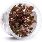 SubstrateSource Live Plant - Alternanthera Reineckii Bronze Tissue Culture Aquatic Live Aquarium Plant - 100% Snail Free in Vitro Cup (AR Bronze)