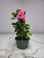 Pink Mandevilla Plant Live Hanging Basket - 12" Basket - Overall Size 14" Wide by 18" Tall - Tropical Plants of Florida (Plant Only)