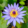 Mainam Mixed Colorful Tropical Water Lily Tuber Live Aquarium Plant for Freshwater Fish Pond Balcony Buy 2 GET Fertilizer Free (Blue Nymphaea Sea Blue)