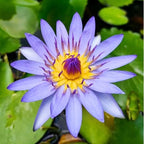 Mainam Mixed Colorful Tropical Water Lily Tuber Live Aquarium Plant for Freshwater Fish Pond Balcony Buy 2 GET Fertilizer Free (Blue Nymphaea Sea Blue)