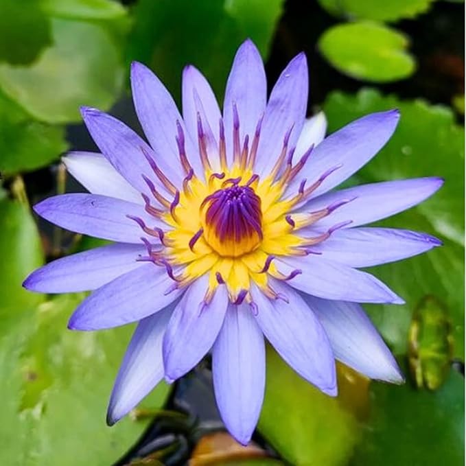 Mainam Mixed Colorful Tropical Water Lily Tuber Live Aquarium Plant for Freshwater Fish Pond Balcony Buy 2 GET Fertilizer Free (Blue Nymphaea Sea Blue)