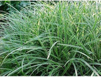 RedCrocus Ice Dance' Sedge Grass, Carex morrowii 'Ice Dance', Variegated Ground Cover, Shade Plant, Container Friendly, Deer Resistant, Pet Safe, Evergreen 1 Gallon (Pack of 2)