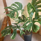 Rare Monstera Plant, Variegated Monstera Live Plant, Live Monstera Plant 3 Inches Height Bareroot for Indoor Planting