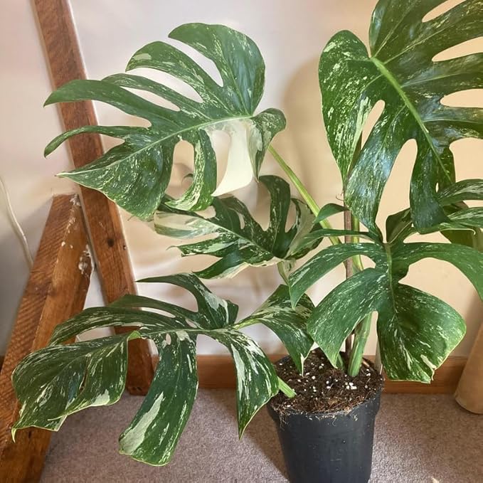 Rare Monstera Plant, Variegated Monstera Live Plant, Live Monstera Plant 3 Inches Height Bareroot for Indoor Planting