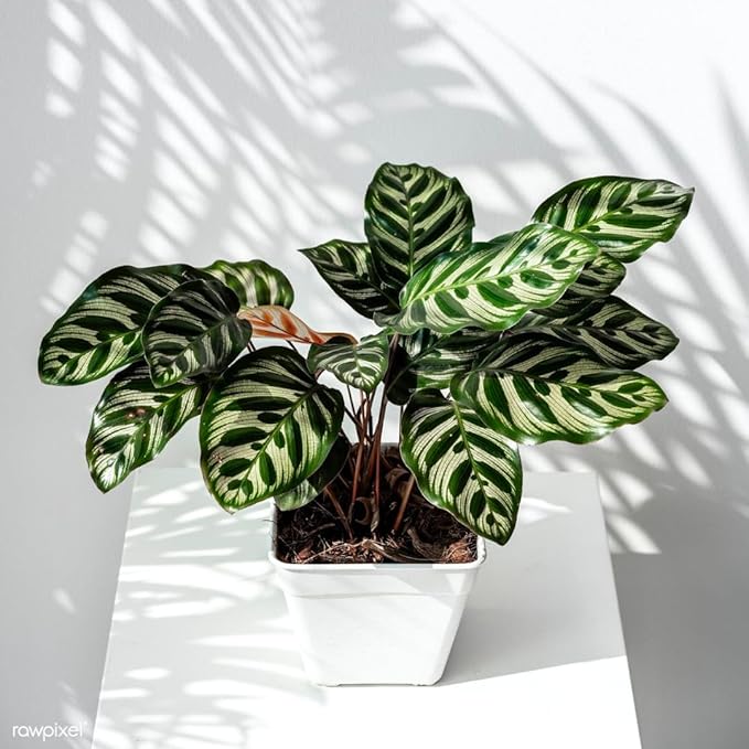 Calathea Makoyana – 10 Inches Grower Pot – Peacock Plant – Live Air Purifying Indoor Plant with Patterned Green Leaves, Easy Care Tropical Home Décor