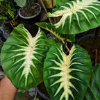 Elephant Ear Plants, Rare Colocasia Plant Live, Perennial Esculenta Taro Alocasia 4-8 Inch Tall, Indoor Outdoor Garden (Sunrise)