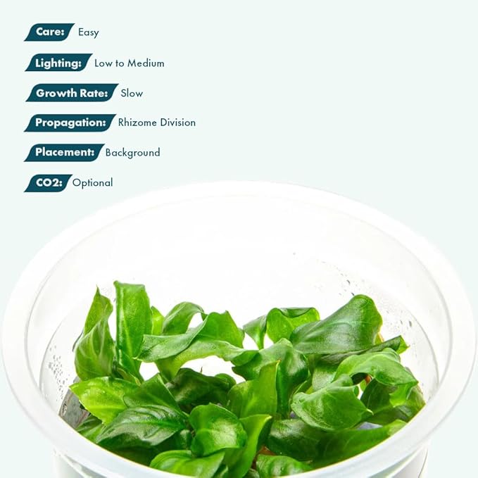 SubstrateSource Live Plant - Giant Anubias - Background Rhizome with Dark Green Leaves, Snail-Free in Vitro Aquarium Plant - Tissue Culture