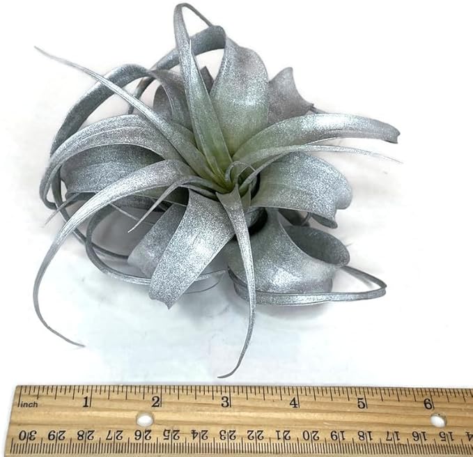 XL Xerographica Colored Air Plant, Live Tillandsia House Plant, Easy Care Indoor Outdoor, Great Gift, Healthy Arrival Guaranteed (Silver)