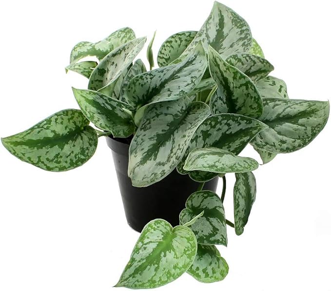 American Plant Exchange Silver Splash Pothos – Live 6-Inch Potted Satin Pothos Vine, Easy-Care Air Purifying Houseplant, Fast-Growing Indoor Plant for Home, Office & Modern Tropical Indoor Décor