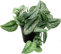 American Plant Exchange Silver Splash Pothos – Live 6-Inch Potted Satin Pothos Vine, Easy-Care Air Purifying Houseplant, Fast-Growing Indoor Plant for Home, Office & Modern Tropical Indoor Décor