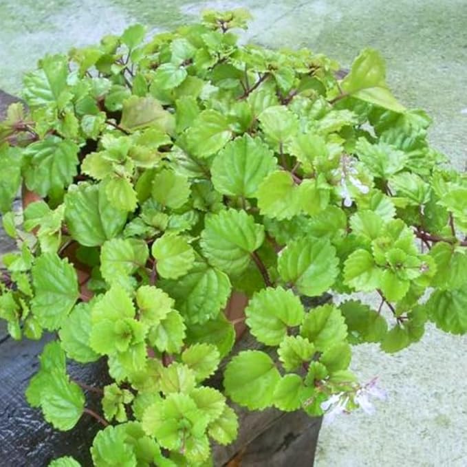 2 Green Swedish Ivy Plants Live for Planting, Plectranthus Swedish Ivy Herb Live Starter Plants, Swedish Ivy Mint Plant Hanging Basket Houseplant