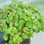 2 Green Swedish Ivy Plants Live for Planting, Plectranthus Swedish Ivy Herb Live Starter Plants, Swedish Ivy Mint Plant Hanging Basket Houseplant