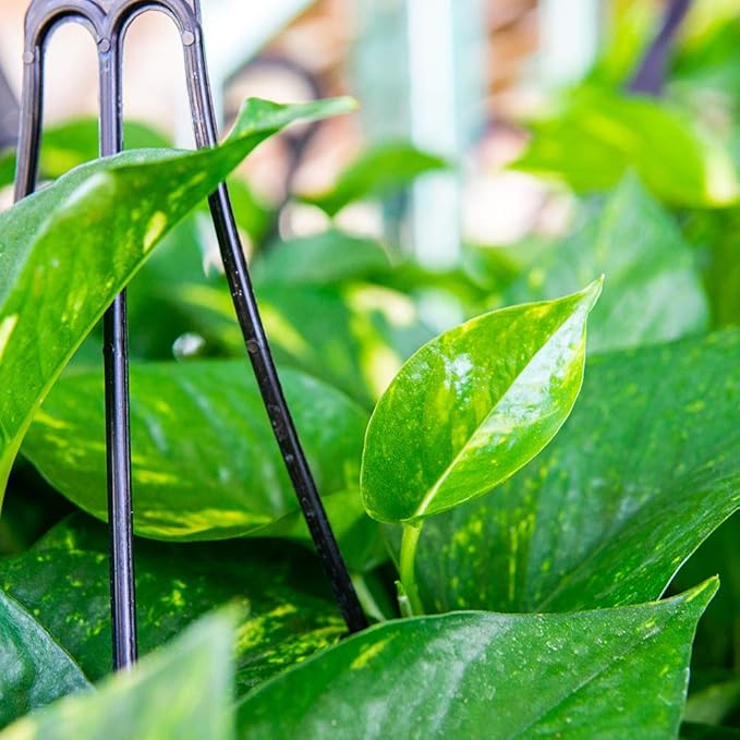 Golden Pothos in 8in Hanging Basket | Extremely Easy to Care for | Perfect for Any Indoor Space