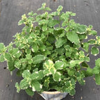 Pineapple Mint Plants Live, Mint Plants for Inside and Home Décor, 3-Inch Potted Fresh Herb for Kitchen Gardens and Indoor Outdoor Growing