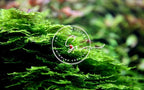 Swimming Creatures™ Live Aquarium Plants (Christmas Moss (25sq inch Portion))