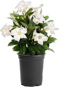 American Plant Exchange Dipladenia Bush 'White', 6-Inch Pot, Continuous Blooms, Easy-to-Care Live Plant for Indoor & Outdoor Use, Flowering Shrub Perfect for Landscapes, Container Gardens & Patios