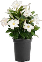 American Plant Exchange Dipladenia Bush 'White', 6-Inch Pot, Continuous Blooms, Easy-to-Care Live Plant for Indoor & Outdoor Use, Flowering Shrub Perfect for Landscapes, Container Gardens & Patios
