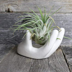 2 PCS Air Plant Holder Cute Ceramic Mini Hand Shape Stand Airplants Tillandsia Small Container Pot Plant Decorative Home Decor for Desk Table Shelf Window, White