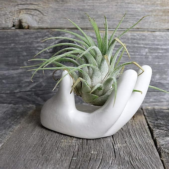 2 PCS Air Plant Holder Cute Ceramic Mini Hand Shape Stand Airplants Tillandsia Small Container Pot Plant Decorative Home Decor for Desk Table Shelf Window, White