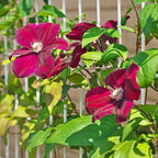 Clematis Vine Plant, Clematis Vine Plants Live in 2.5 Inch Pot, Perennial Climbing Clematis Plants Live for Outdoor Garden (Red Flowers)