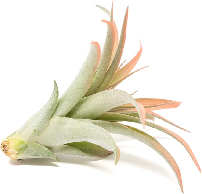 Coral Colorful Tillandsia Air Plants - Long Lasting Color Enhanced Live Tillandsia Succulent House Plants - Home and Garden Decor - Easy Care Indoor/Outdoor Plants (Brachycaulos Abdita, Single)