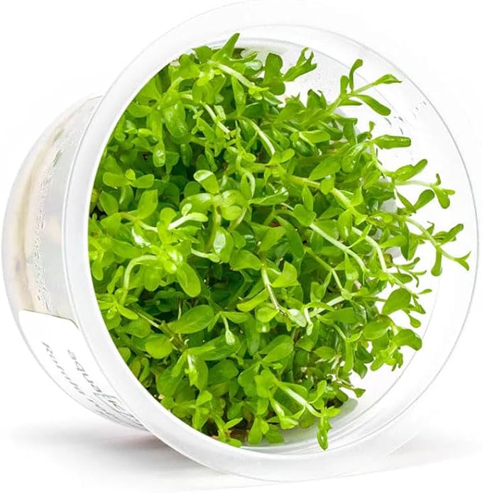 SubstrateSource Live Plant - Rotala Coin Leaf Tissue Culture Aquatic Live Aquarium Plant - 100% Snail Free in Vitro Cup (Rotala Coin Leaf)