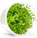 SubstrateSource Live Plant - Rotala Coin Leaf Tissue Culture Aquatic Live Aquarium Plant - 100% Snail Free in Vitro Cup (Rotala Coin Leaf)