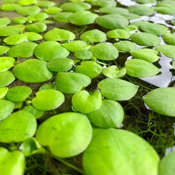 Frogbit Live Floating Aquarium Plant, Green, Freshwater Aquatic Plant for Fish Tanks and Ponds