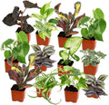 Easy to Grow Houseplants (Pack of 3), Live House Plants in Containers with Potting Soil Mix, Growers Choice, Home Decor, Indoor/Outdoor, Living Room Office, Easy Care, NO Shipping to CA