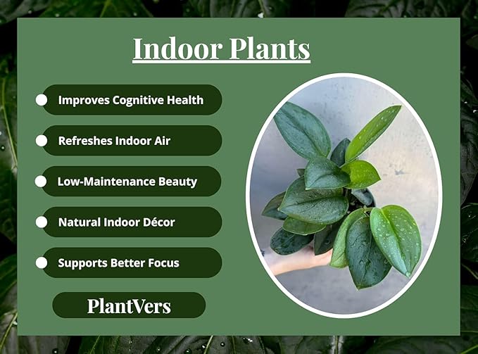 PLANTVERS Scindapsus Treubii ‘Moonlight’ in 4" Grow Pot – Rare Silver-Green Vining Plant – Trailing Indoor Plant - Air Purifying Plant - Tropical Houseplant