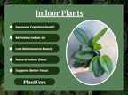 PLANTVERS Scindapsus Treubii ‘Moonlight’ in 4" Grow Pot – Rare Silver-Green Vining Plant – Trailing Indoor Plant - Air Purifying Plant - Tropical Houseplant