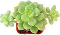 Sprout N Green Echeveria Tango, Rare Live Succulent Fully Rooted in 2" Pot with Soil Mix, House Plant for Indoor Outdoor Home Office Wedding Decoration Party Favor, Pets Friendly, Easy to Care