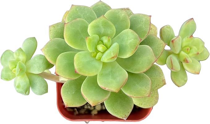 Sprout N Green Echeveria Tango, Rare Live Succulent Fully Rooted in 2" Pot with Soil Mix, House Plant for Indoor Outdoor Home Office Wedding Decoration Party Favor, Pets Friendly, Easy to Care