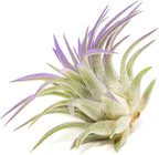 Purple Colorful Tillandsia Air Plants - Long Lasting Color Enhanced Live Tillandsia Succulent House Plants - Home and Garden Decor - Easy Care Indoor and Outdoor (Ionantha Rubra, Pack of 3)