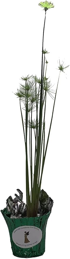 Dwarf Egyptian Papyrus - Cyperus isocladus - Non-Invasive - Indoor | Outdoor - Water Garden Bog - Live Plant - Green Texture - Emerald's - Starter Size - 4 Inch Pot