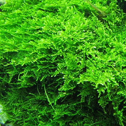 Marcus Fish Tanks - Christmas Moss Vesicularia Montagnei Easy Live Aquarium Plant Buy 2 GET 1FREE