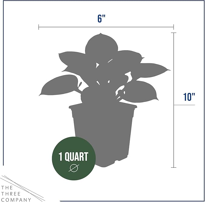 Live Perennial Hosta - Bedazzled (3 Plants Per Pack) Beautiful Accent Plant, 10" Tall by 4" Wide in 1 Qt Pot