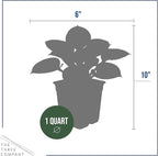 Live Perennial Hosta - Bedazzled (3 Plants Per Pack) Beautiful Accent Plant, 10" Tall by 4" Wide in 1 Qt Pot